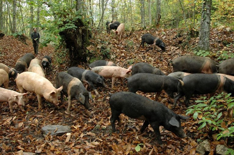 SIENA – Agricoltori esasperati dal sovrannumero di animali selvatici