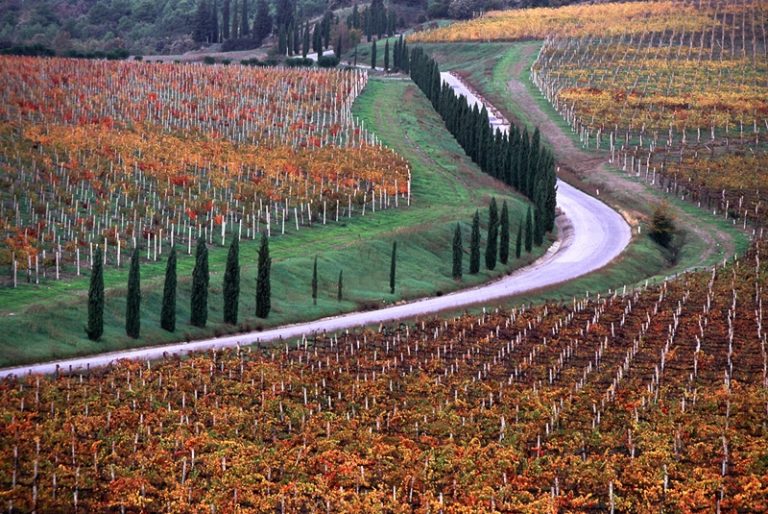 Sistema informatico georeferenziato per i vigneti Toscani