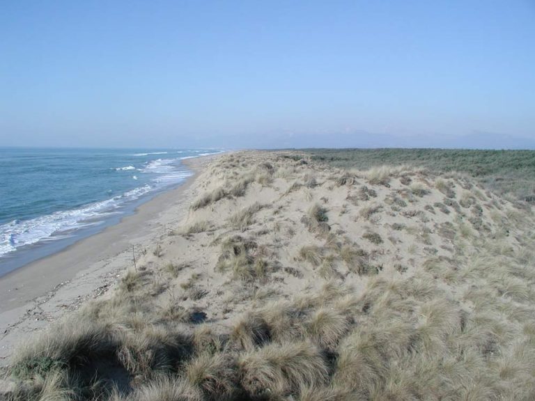 AMBIENTE – Giornate di volontariato per la pulizia della spiaggia di San Rossore