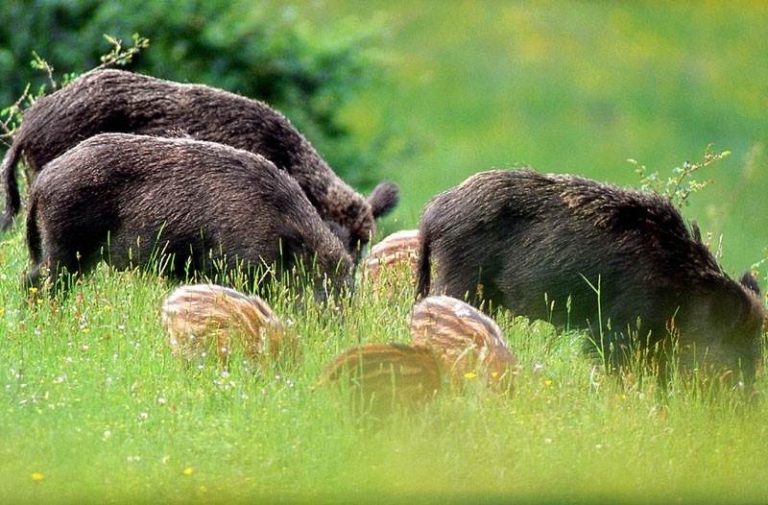 ALLARME VIGNETI “ In Toscana distrutte dagli ungulati quasi 700 ettari di superfici