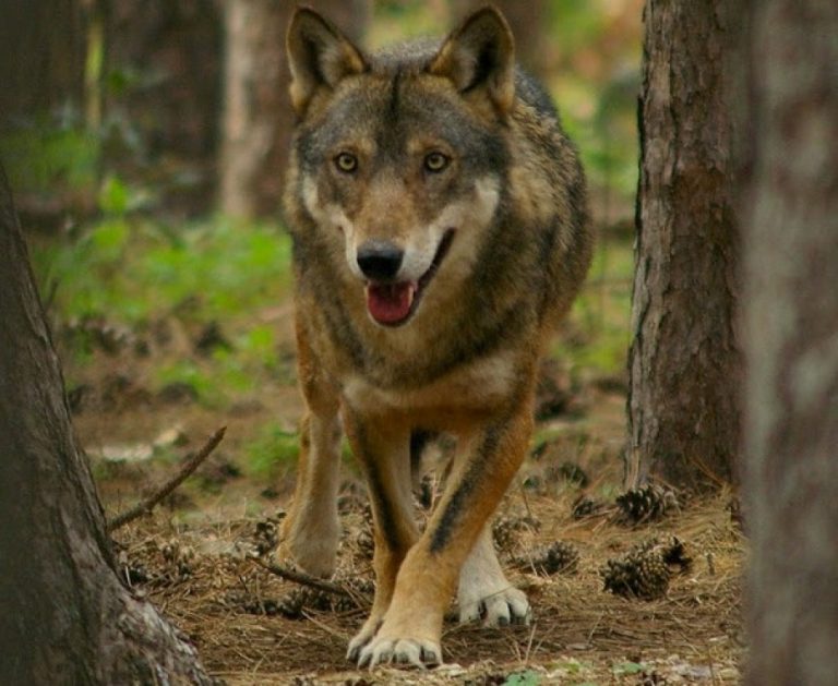 TOSCANA – Piano strategico di intervento per lupi, cani randagi, ibridi