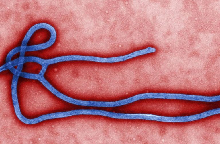 Virus Ebola, la Toscana si prepara a gestione casi