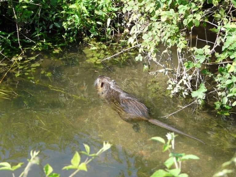 Nutrie dannose, Ministero individua percorsi gestionali per la riduzione di tale specie