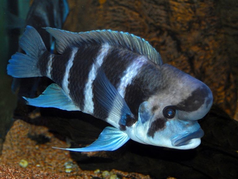 Esemplari unici al più grande acquario di acqua dolce d’Italia inaugurato a Calci