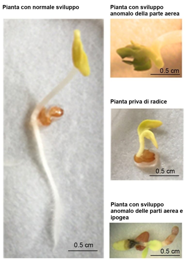 Le buste biodegradabili inquinano, provocano anomalie e ritardi nella crescita delle piante