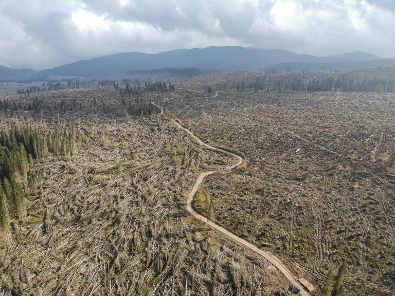 Oggi su RaiPlay si parla della tempesta Vaia che devastò il Nordest