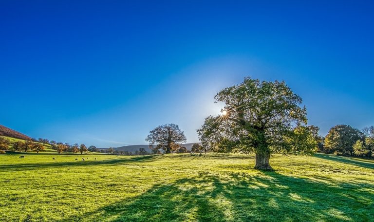 Un albero per ogni nuovo cliente, l’iniziativa di sostenibilità  ambientale di Growens