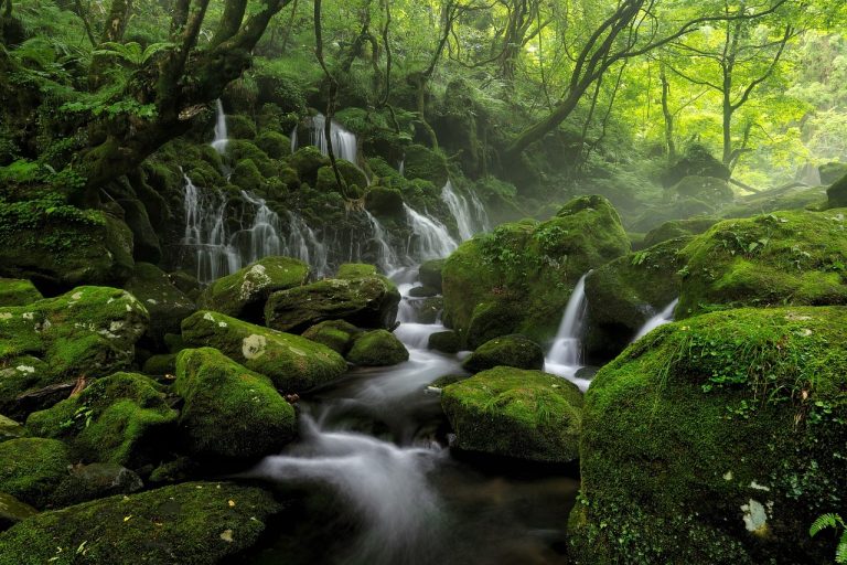 Aumentano le foreste sostenibili in Italia