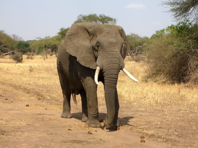 Allarme estinzione elefanti in Africa