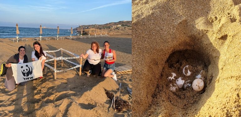 Sono siciliani i primi due nidi di tartaruga marina