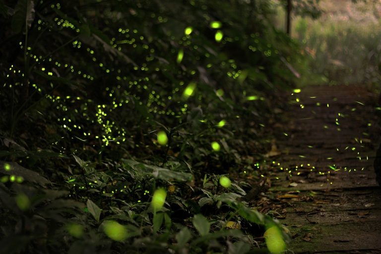 Lucciole minacciate dall’inquinamento luminoso