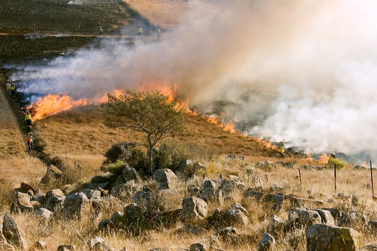 Rischio incendi, in Toscana divieto di tenere cani alla catena