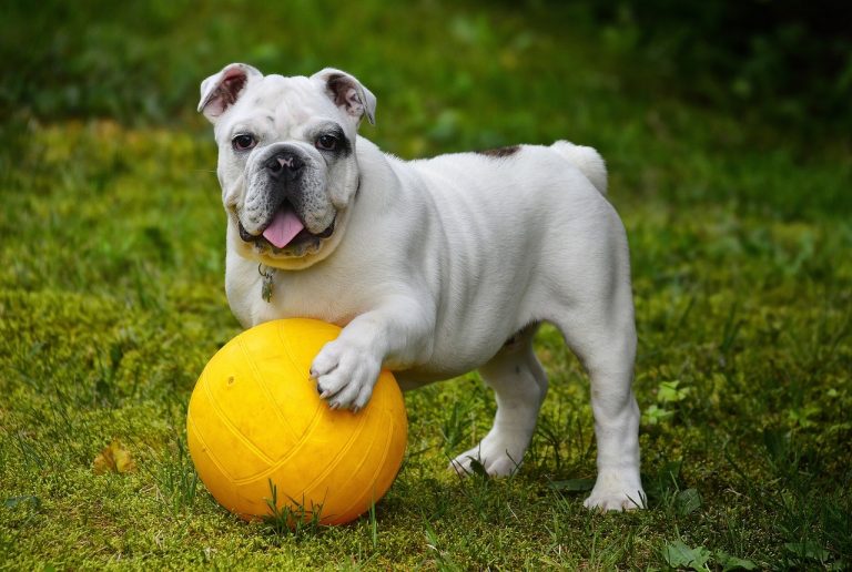 Per i padroni dei cani tempi duri