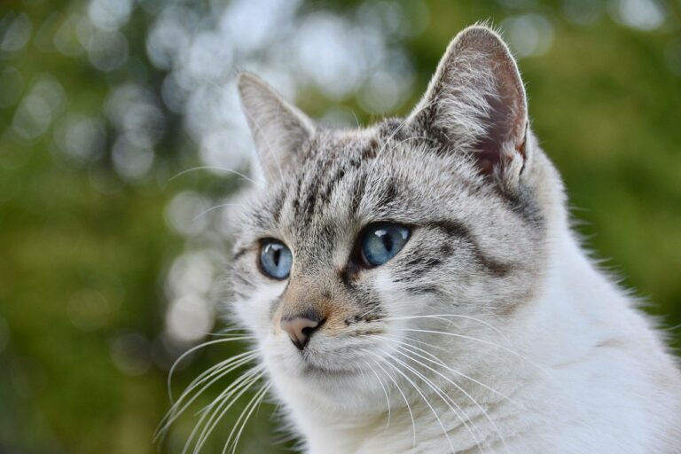 Gatti, i consigli dei veterinari per affrontare la primavera