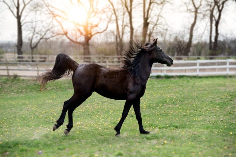 Piazza di Siena, la Toscana si aggiudica la Coppa del Presidente Pony