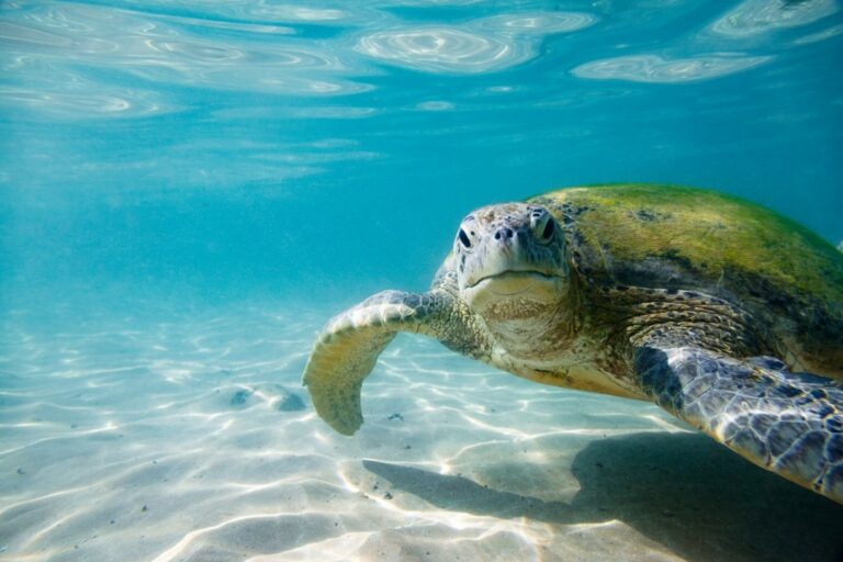 Troppo caldo, le tartarughe marine si spostano a nord