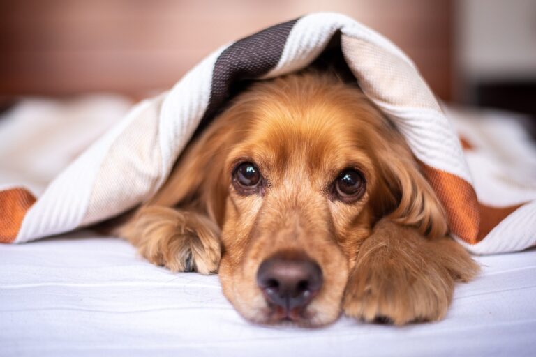 Possedere un cane migliora la qualità della vita