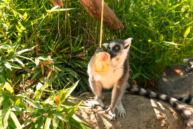 Ghiaccioli agli animali nei giorni di caldo record