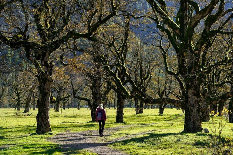 Vivere tra gli alberi migliora la salute