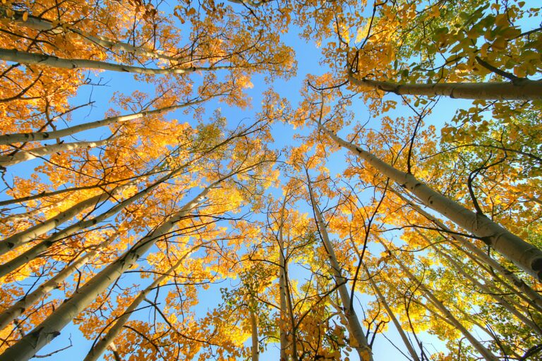 Foliage, viaggio tra le più belle delle foreste certificate italiane