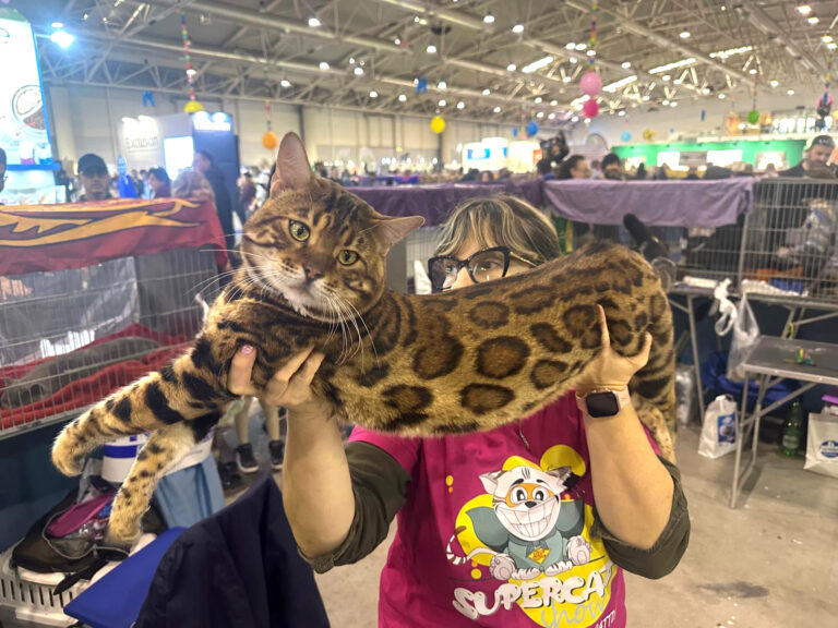 ANIMALI: IL BENGAL GENERALE LEE HA VINTO IL SUPERCAT SHOW 2024