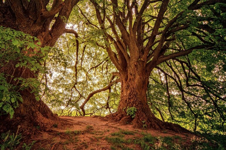 Giornata dell’albero 2024: riparte da Milano la missione Ambiente