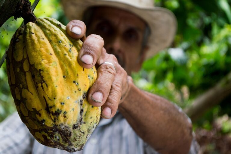 Crisi del cacao, raccolta in deficit e prezzi alle stelle