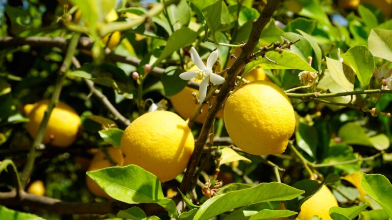 GIORNATA AGRUMI, IL LIMONE SUL PODIO