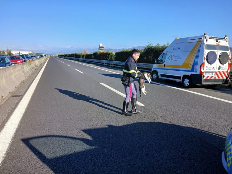 gattina salvata sull’A11 dalla Polizia Stradale di Montecatini